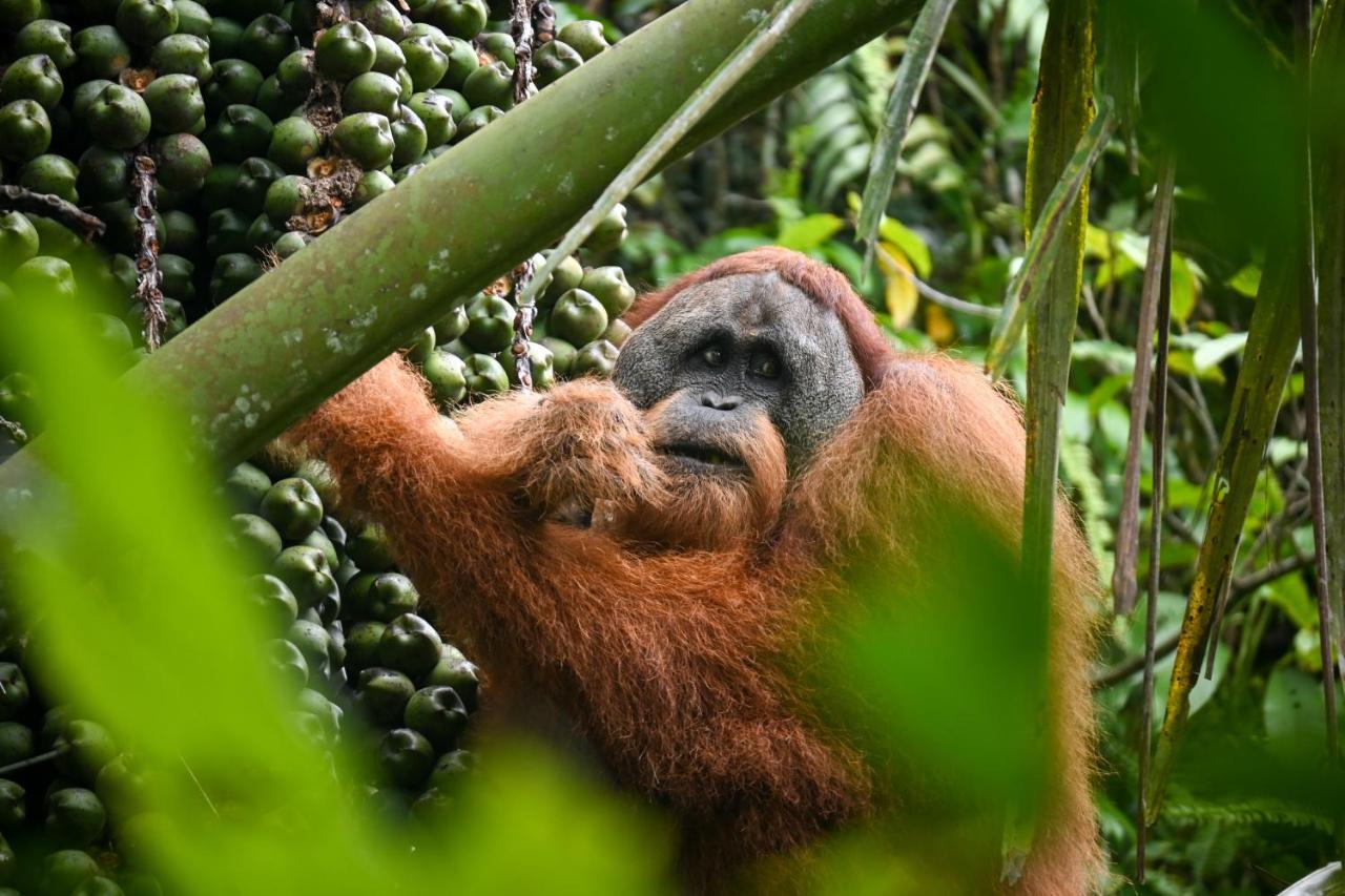 Sumatra Expedition Lodge Bukit Lawang Exteriör bild