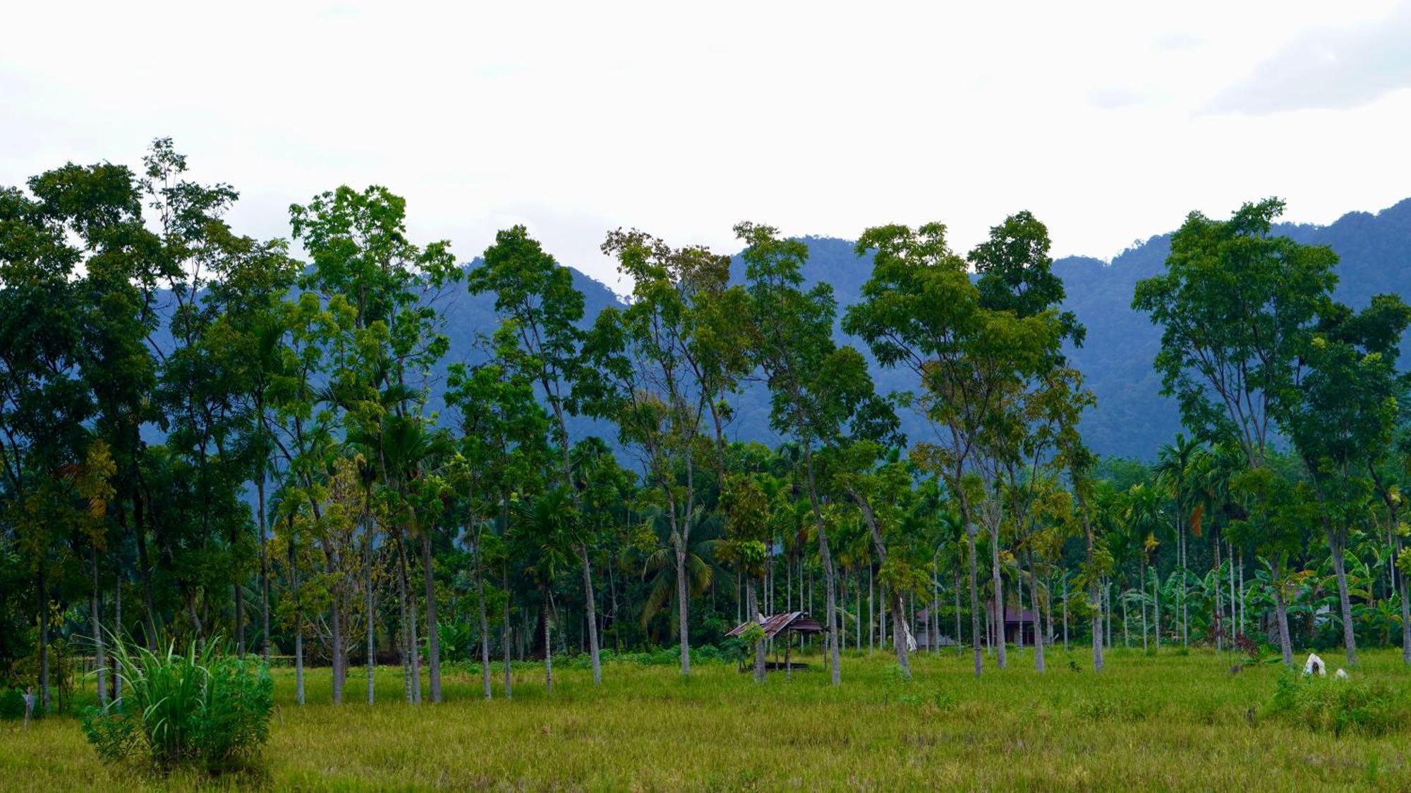 Sumatra Expedition Lodge Bukit Lawang Exteriör bild